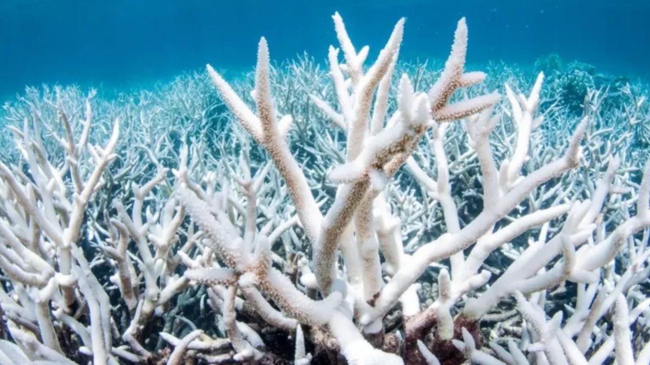 Mercan kayalığı sisteminde yeni beyazlaşma felaketi