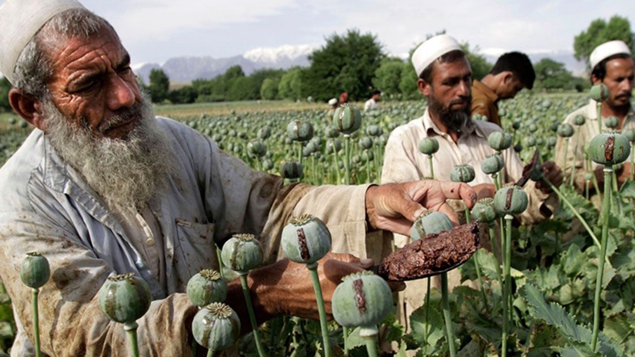Taliban Afganistan’da uyuşturucu madde üretimini yasakladı