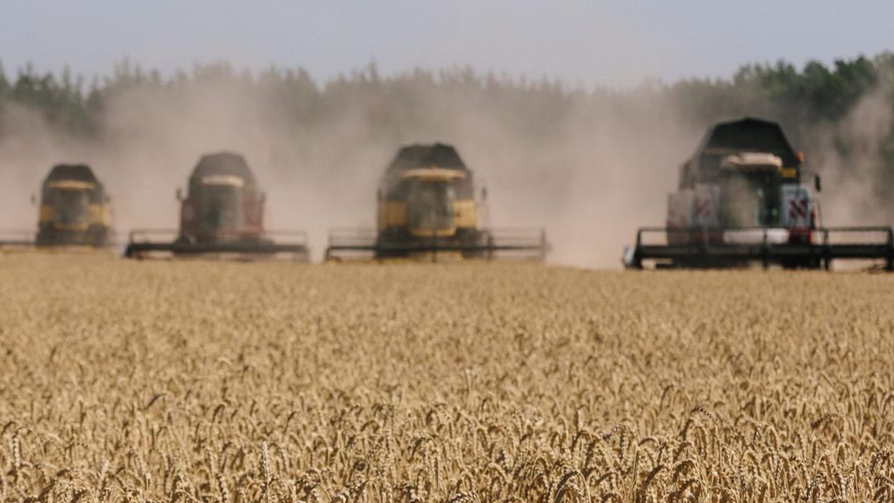 Buğday fiyatları: Küresel krizler Türkiye'yi nasıl etkileyecek?