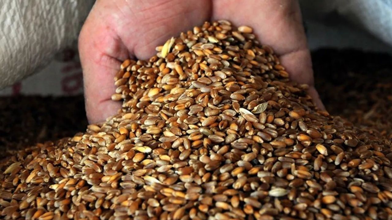 Hindistan'dan ithal edilen buğday hastalıklı çıktı