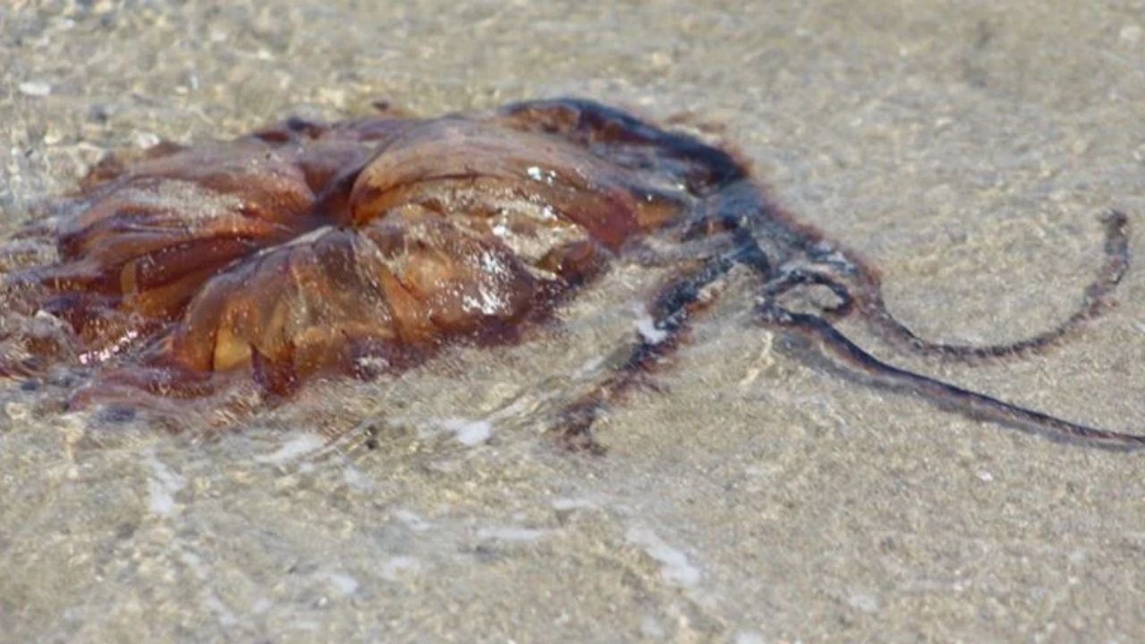 Dünyanın en zehirli türlerinden biri Tekirdağ kıyılarında görüldü