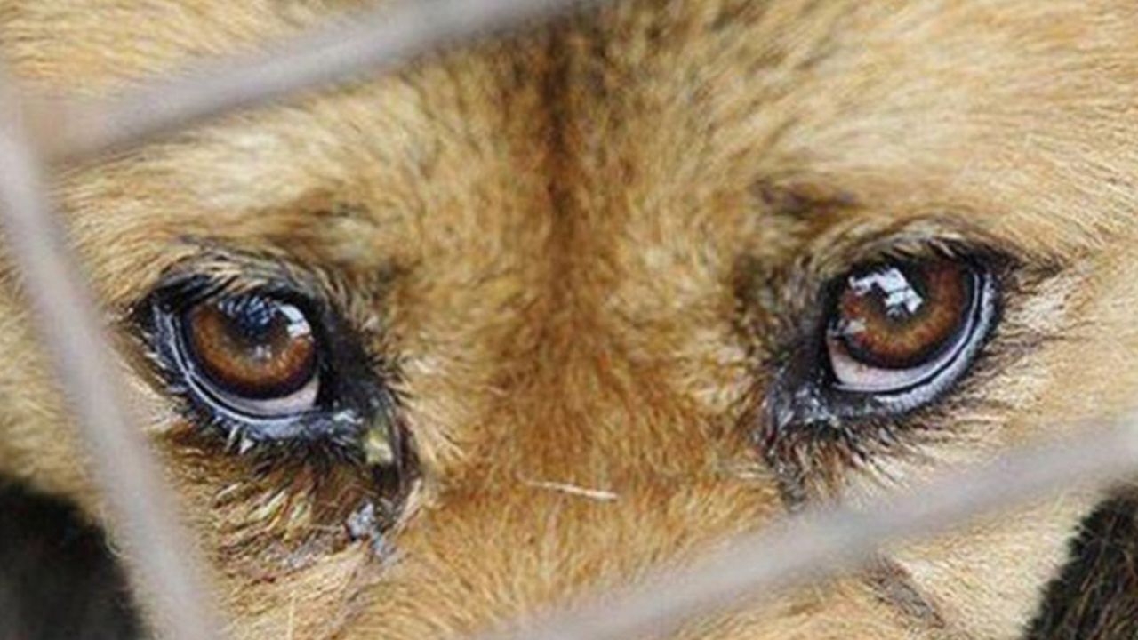 Hatay'da köpek katliamı: 12 yavruyu yakarak ve döverek öldürdüler