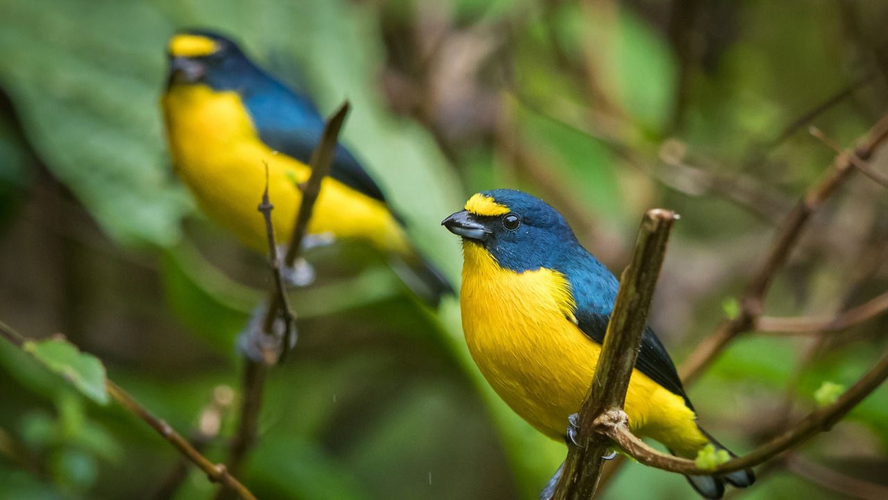 Araştırma: Dünyada kuşların nüfusu son 50 yılda 3 milyar azaldı