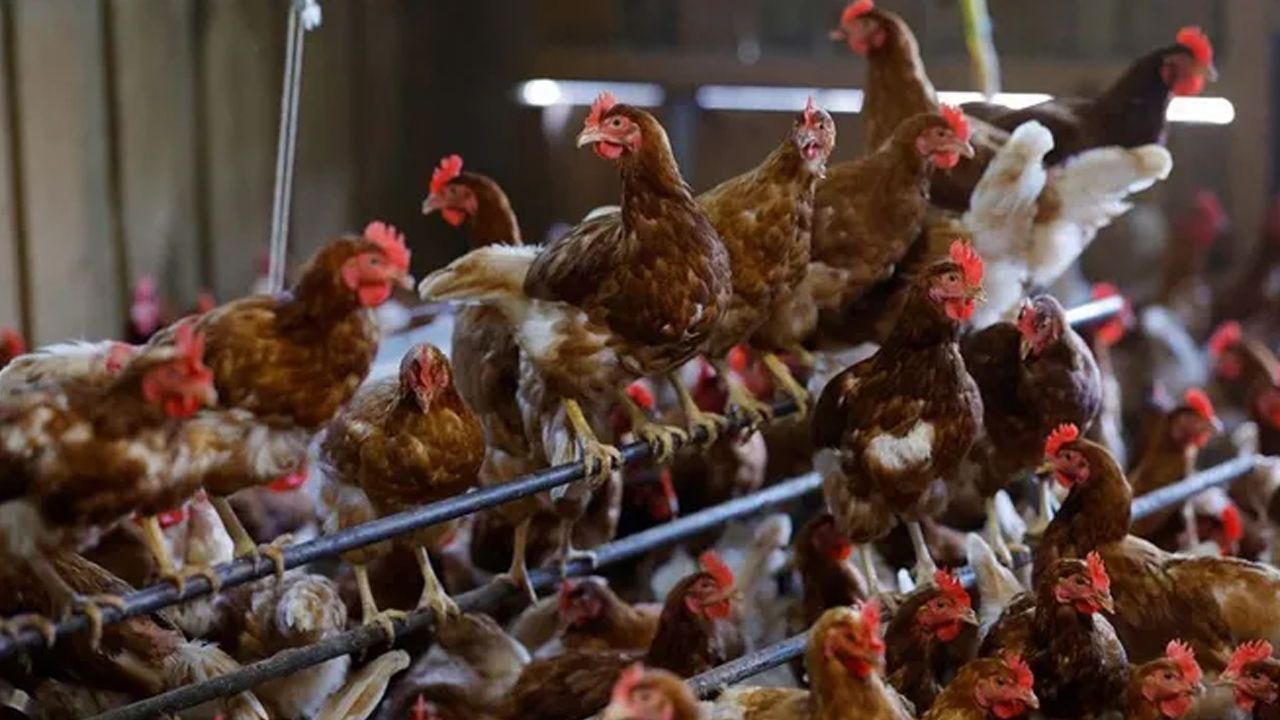 İki ilde kuş gribi alarmı: 6,5 milyon tavuk öldürüldü