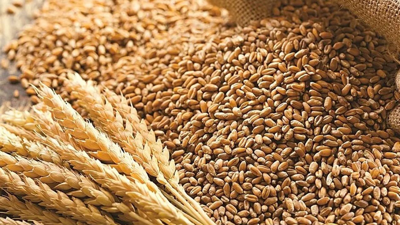 Buğday fiyatları, Putin'in tahıl koridoruna ilişkin açıklamaları sonrası yükselişe geçti