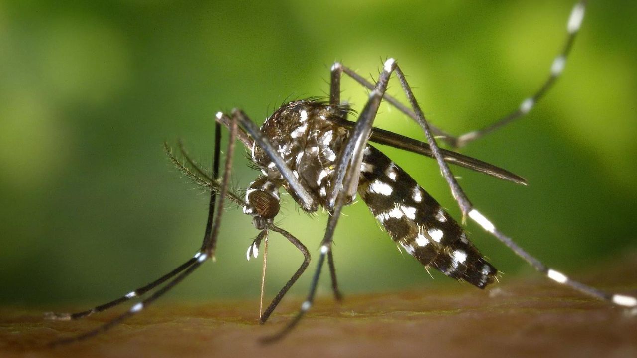 İtalya'da Batı Nil Virüsü vakaları artıyor: Ölü sayısı 94'e yükseldi