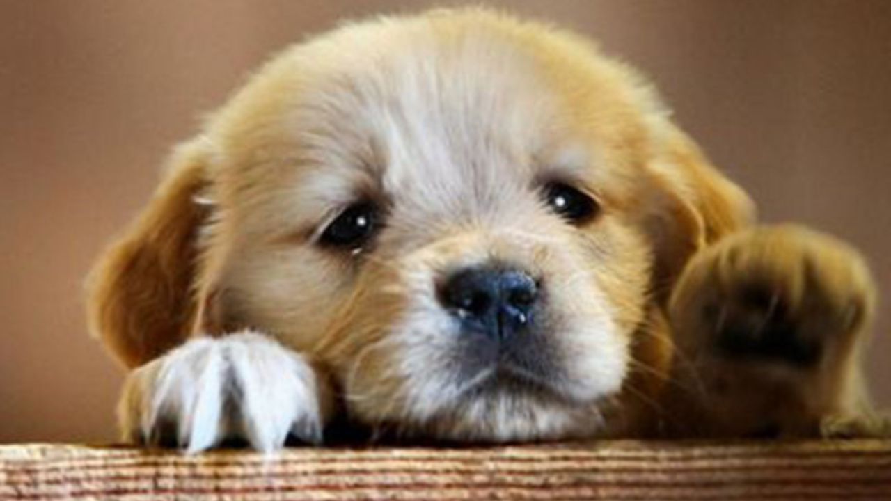 Araştırma: Köpekler, sahipleriyle tekrar bir araya geldiklerinde gözyaşı üretiyor
