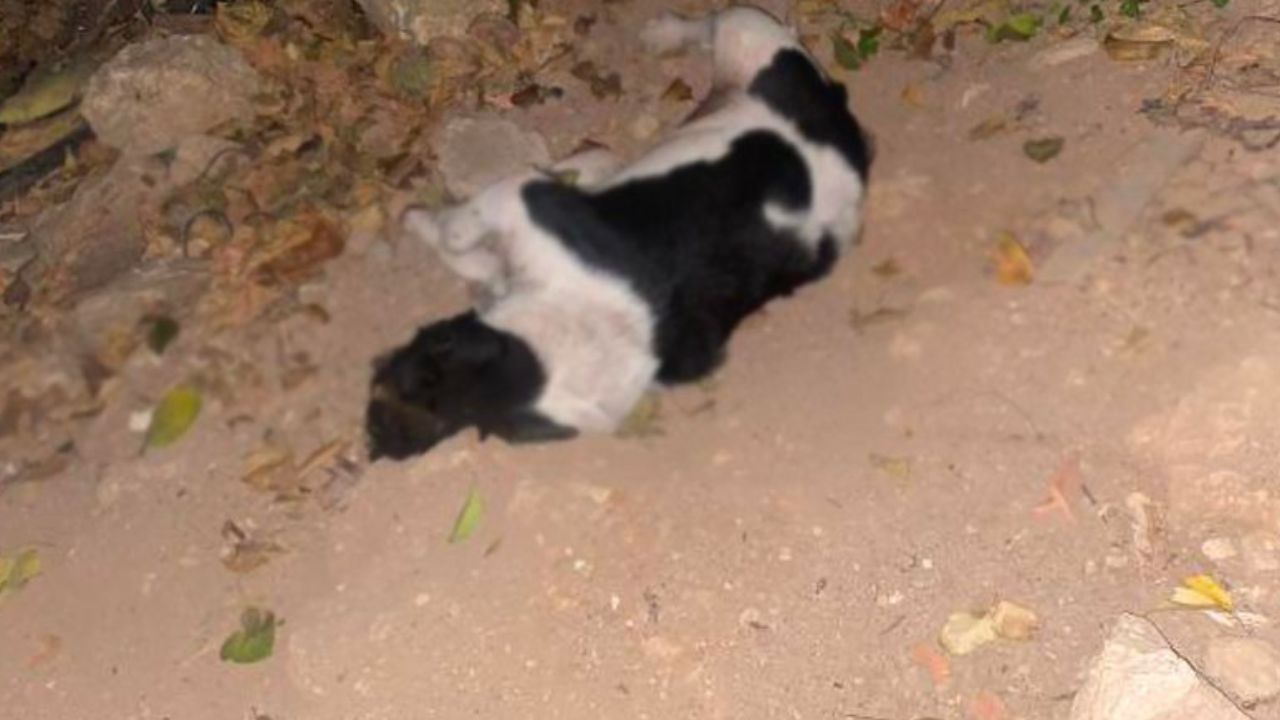 Antalya'da 9 köpek daha öldü: 25 köpek kayıp