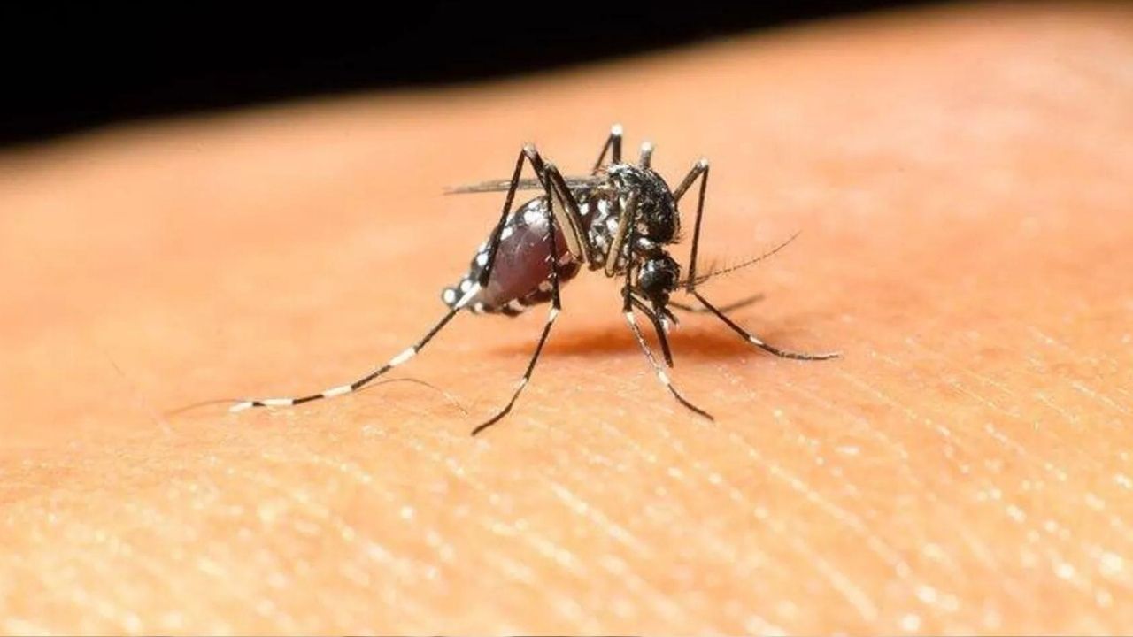 Yunanistan'da Batı Nil Virüsü vakaları artıyor: Vaka sayısı 150'yi geçti