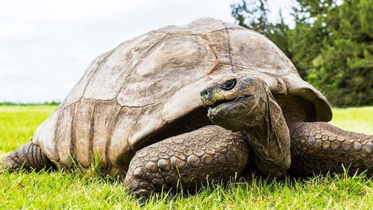 Dünyanın en yaşlı kaplumbağası Jonathan'ın doğum günü için 3 gün 3 gece kutlama
