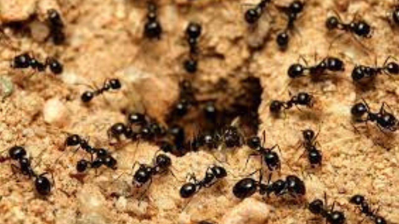 Araştırma: Karıncalar kanseri koklayarak tespit edebiliyor