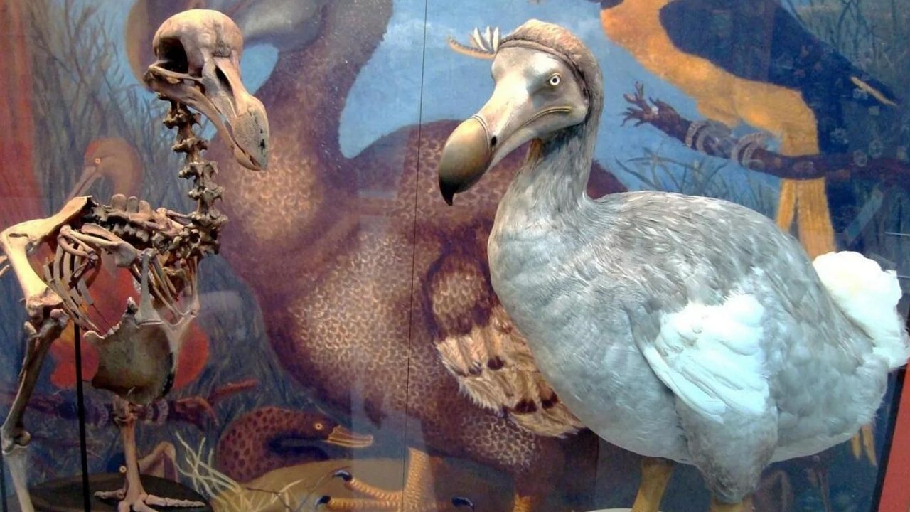 Bilim insanları 500 yıl önce nesli tükenen dodo kuşunu diriltmeye çalışıyor