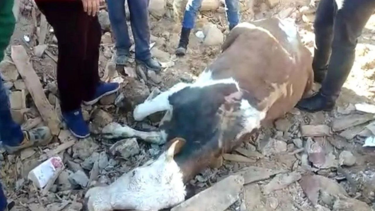Maraş'ta bir inek, 300 saatin ardından enkazdan sağ kurtarıldı