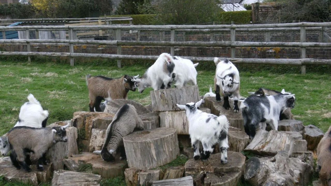 Hayvanat bahçesi müdürü pigme keçileri kestirip partide servis etti
