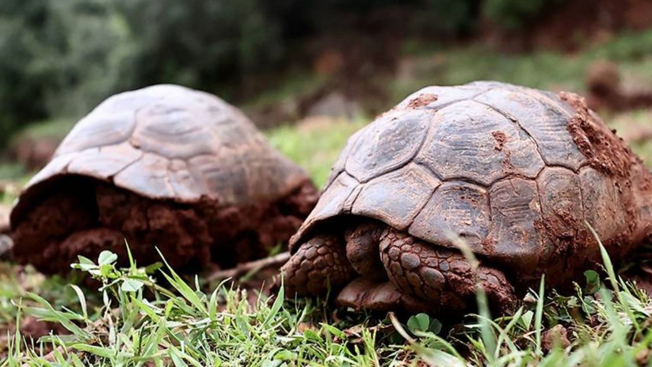 Depremin oluşturduğu yarıkta 50 gündür mahsur kalan kaplumbağalar kurtarıldı