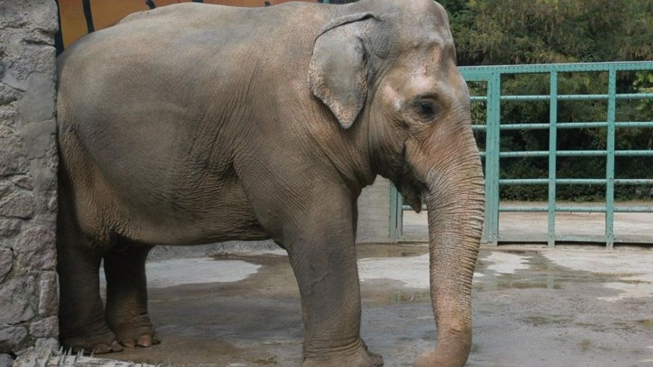Asya fili Pak Bahadır artık sadece hafızalarda yaşamayacak