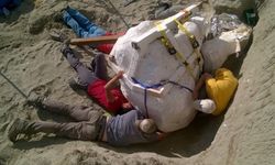 Bilinen en büyük etçillerden T. Rex fosili keşfedildi