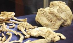 Afrika'da 3.67 milyon yıllık insan atası ortaya çıkarıldı