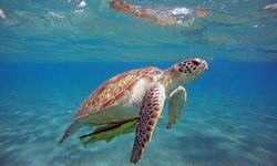 Caretta carettaların yarıdan fazlası plastik yutuyor