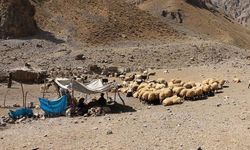 Hakkari'de 1 ayda 201 hayvan şarbon nedeniyle öldü