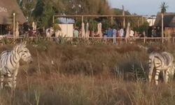 Safari temalı düğünde iki eşek zebra gibi boyandı, soruşturma başlatıldı