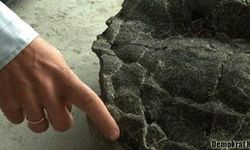 215 milyon yıllık kaplumbağa fosili