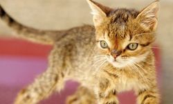 Kedi yavrusuna ‘down sendromu’ teşhisi