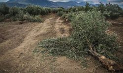 Yırca'daki santralin ÇED'ine de durdurma kararı