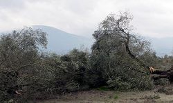 Zeytin ağaçları için Yırca'daydık