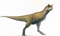 'Kolsuz' dinozor türü keşfedildi