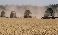 Ziraatçiler endişeli: Buğday üretimi düşebilir