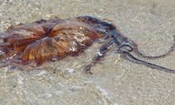 Dünyanın en zehirli türlerinden biri Tekirdağ kıyılarında görüldü