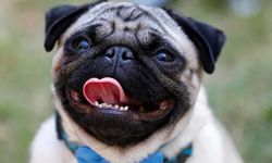 Pug cinsi köpeklerin sağlık sorunu yaşama olasılığı iki kat daha fazla