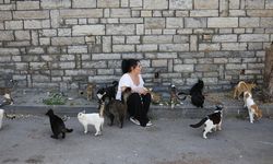 Büyükada'da kedilerde salgın iddiası: 4 ayda 700 kedi hayatını kaybetti