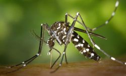 İtalya'da Batı Nil Virüsü vakaları artıyor: Ölü sayısı 94'e yükseldi