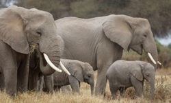 Kenya’da 109 fil kuraklıktan öldü