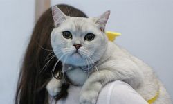 Pet hayvanlarının kimliklendirilmesi için son tarih 31 Aralık