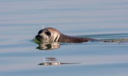 Hazar Denizi kıyısında 2 bin 500 fok öldü