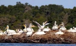 Peru’da kuş gribi salgını: 13 bin pelikan öldü