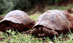 Depremin oluşturduğu yarıkta 50 gündür mahsur kalan kaplumbağalar kurtarıldı