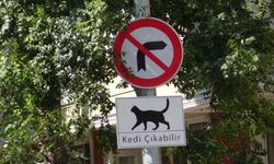 Kadıköy’de 34 kedi ölü bulundu: İnceleme başlatıldı