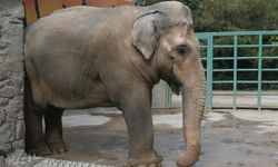 Asya fili Pak Bahadır artık sadece hafızalarda yaşamayacak