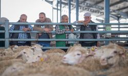 İzmir'de çiftçiye hayvancılık desteği