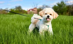 Maltipoo: Neşeli, Akıllı ve Alerji Dostu Ev Arkadaşınız