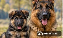 Dünyadaki En Sadık 5 Köpek Cinsi