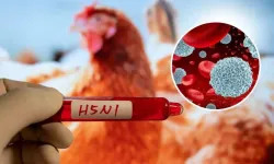 Uruguay'da kuş gribi alarmı: Acil durum ilan edildi