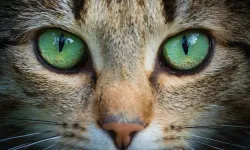 Kedi gözlerinden ilham alan kamera teknolojileri