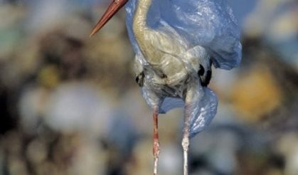 Plastik atıkların çevreye etkisi