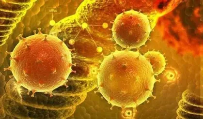 DSÖ: Hantavirüs küresel nüfus için 'düşük risk' taşıyor