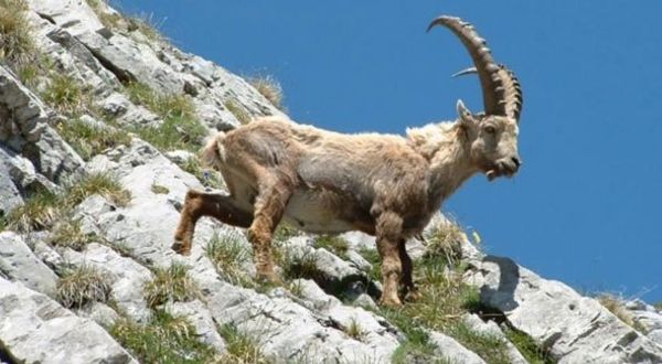 Dersim’de dağ keçilerinin avlanmaması için imza kampanyası başlatıldı